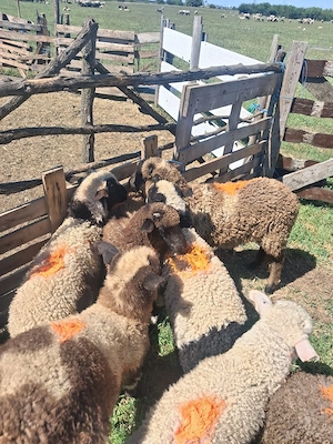 disponibile 9 mieluțe si un berbecut se da la kg 26 lei kg negociabil - imagine 4