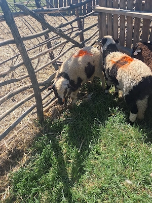 disponibile 9 mieluțe si un berbecut se da la kg 26 lei kg negociabil - imagine 2