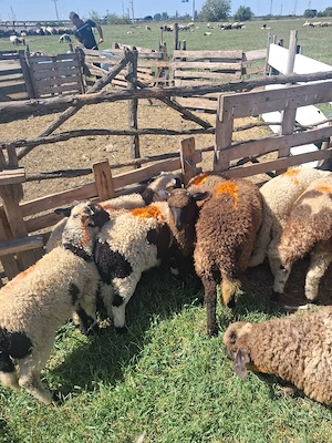 disponibile 9 mieluțe si un berbecut se da la kg 26 lei kg negociabil - imagine 5