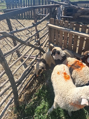 disponibile 9 mieluțe si un berbecut se da la kg 26 lei kg negociabil