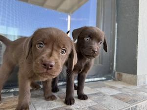 Pui de Labrador Retriever Ciocolatii