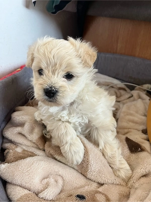 Bichon maltez