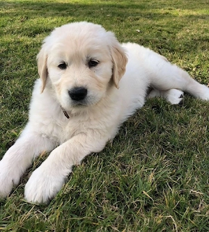 Golden Retriever rasă pură  - imagine 3
