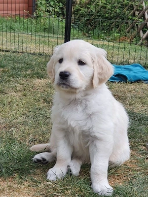 Golden Retriever rasă pură  - imagine 2