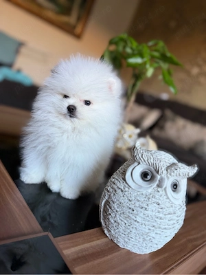 pomeranian boo ,superb disponibil  pentru  rezervare.