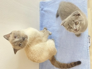Scottish Fold blue puiuți  - imagine 4