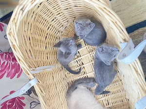 Scottish Fold blue puiuți 