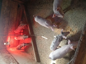 Purcei vînzare duroc cu petrian au 8 saptamini - imagine 4