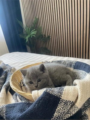 Puiuți Scottish Fold și British Shorthair - imagine 5