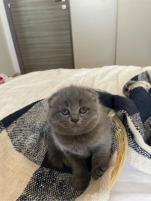 Puiuți Scottish Fold și British Shorthair - imagine 4