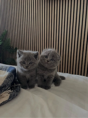 Puiuți Scottish Fold și British Shorthair - imagine 2