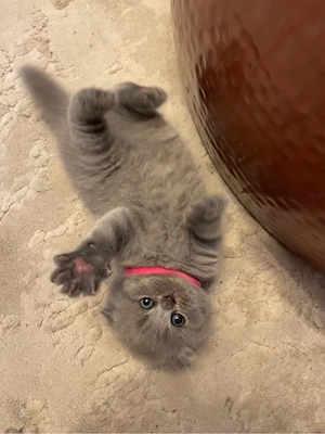 Puiuți Scottish Fold și British Shorthair - imagine 3