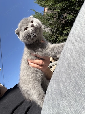 Scottish fold - imagine 2