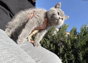 British shorthair și Scottish fold