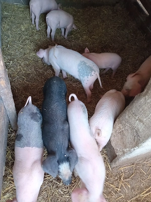10 purcei 