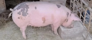 Porc (Purcea 90 kg)