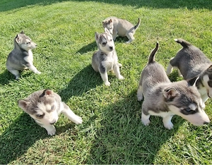 Vand catei husky siberian