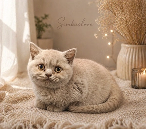 Femelă british cu pedigree 