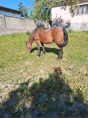 Vand iapă de tractiune