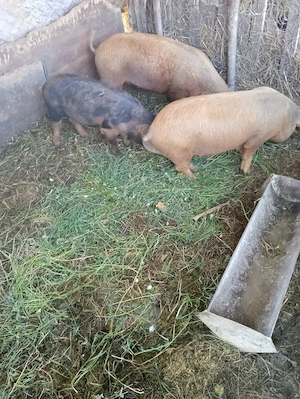 de vânzare 3 soldane una de 35 kg și 2 la 45 50 kg