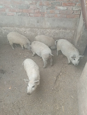 Vând purcei mangalița 