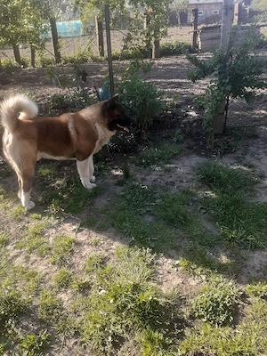 akita american  se vinde  