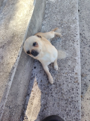 Căței chihuahua 