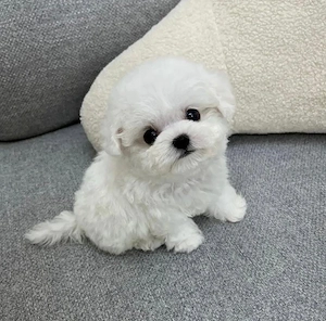 Bichon Maltez Mini Toy  - imagine 3