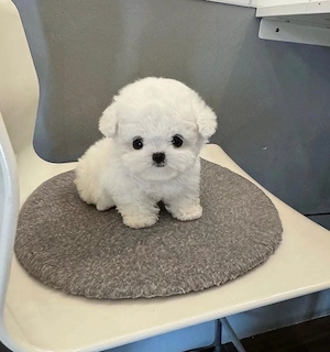 Bichon Maltez Mini Toy  - imagine 4