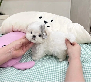 Bichon Maltez Mini Toy  - imagine 2