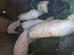 Vand soldani intre 40 50 kg