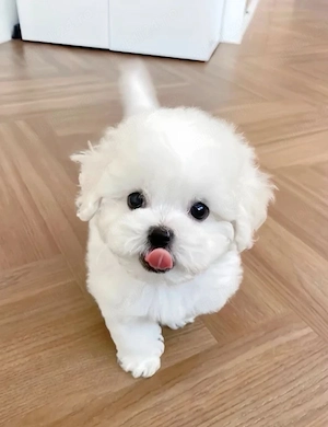 Bichon Maltez Mini Toy  - imagine 3