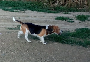 Beagle tricolor mascul 