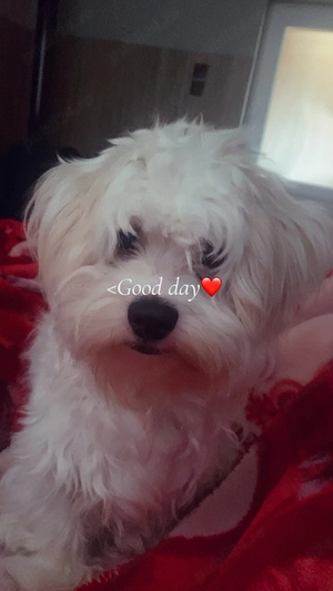 Vând bichon maltez 