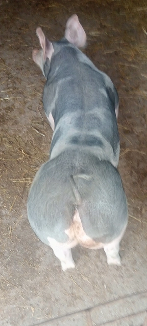 Scrofița Pietrain Belgian Pur,90-100 kg. - imagine 3
