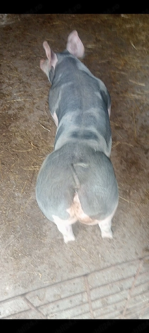 Scrofița Pietrain Belgian Pur,90 kg.