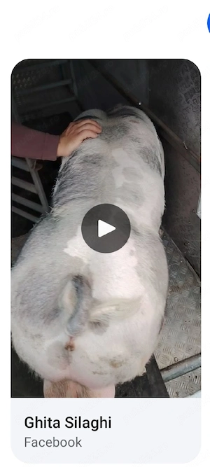 Scrofița Pietrain Belgian Pur,90-100 kg. - imagine 4
