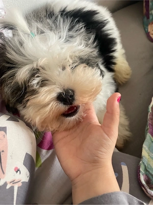 shi tzu rasa pura baietel 