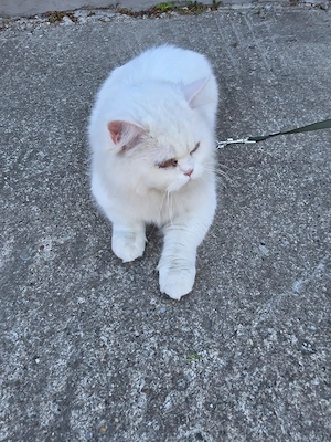 British Shorthair alb  - imagine 3