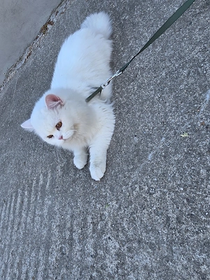 British Shorthair alb  - imagine 5