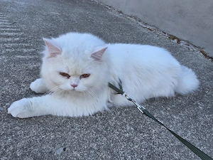 British Shorthair alb  - imagine 2