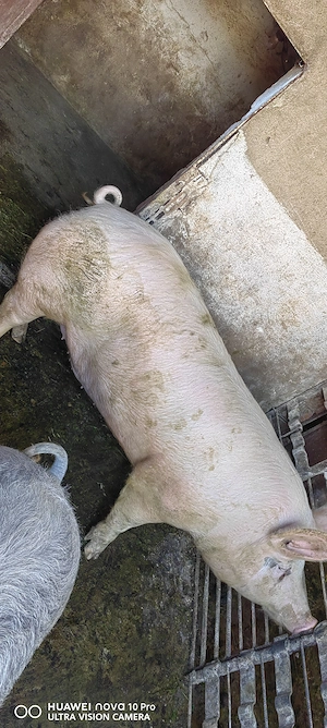 Vand porc pentru sacrificat! - imagine 4