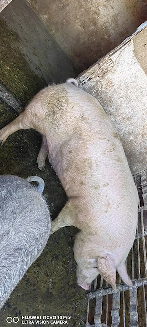 Vand porc pentru sacrificat!