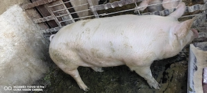 Vand porc pentru sacrificat! - imagine 2