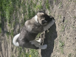 Pui Akita American
