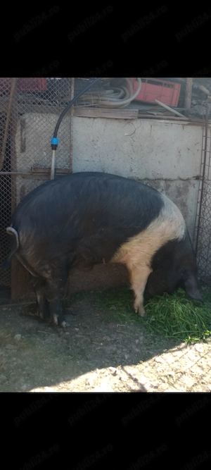 Vând porc aproximativ 150 kg