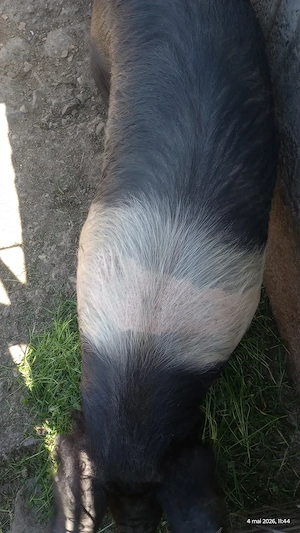Vând porc aproximativ 150 kg - imagine 2