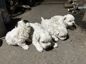 Căței de bichon caută altă casă 