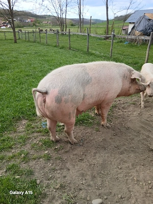 porc de vanzare