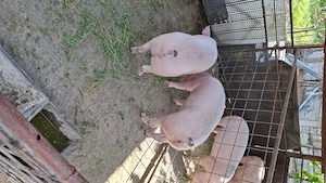 Vând 2 scrofite  ,greutate 70Kg+